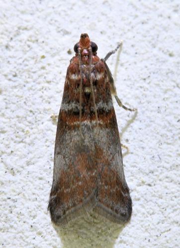 Réf. 334 037 : Acrobasis advenella